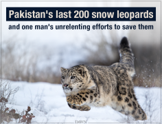 Pakistan’s last 200 snow leopards